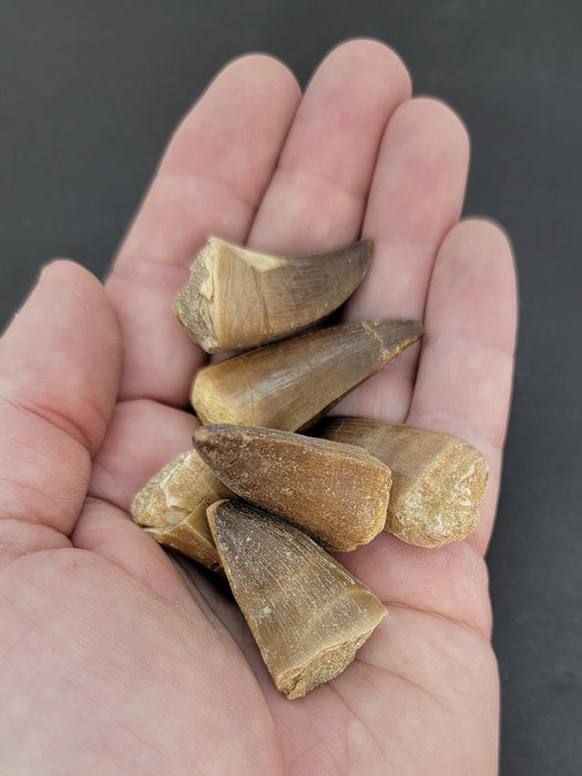 Mosasaur Teeth (loose) | Morocco