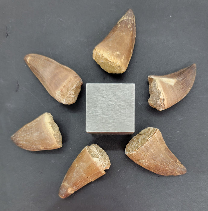 Mosasaur Teeth (loose) | Morocco