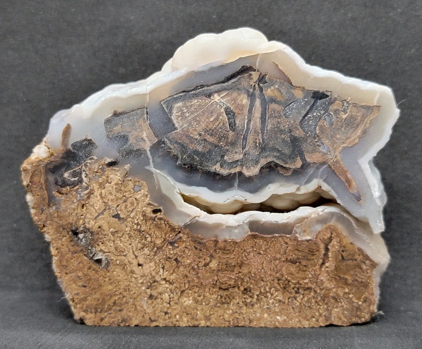 Blue Forest Botryoidal Chalcedony Agatized Unpolished Petrified Hardwood Slab | Eden Valley | Wyoming