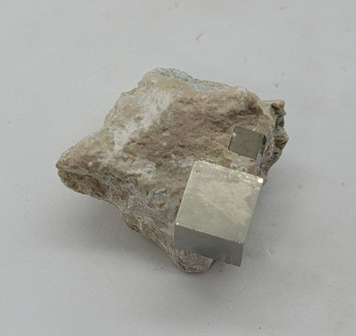 In Stone Fossils