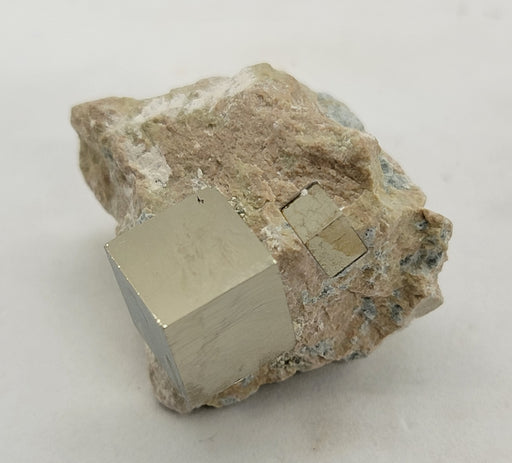 In Stone Fossils