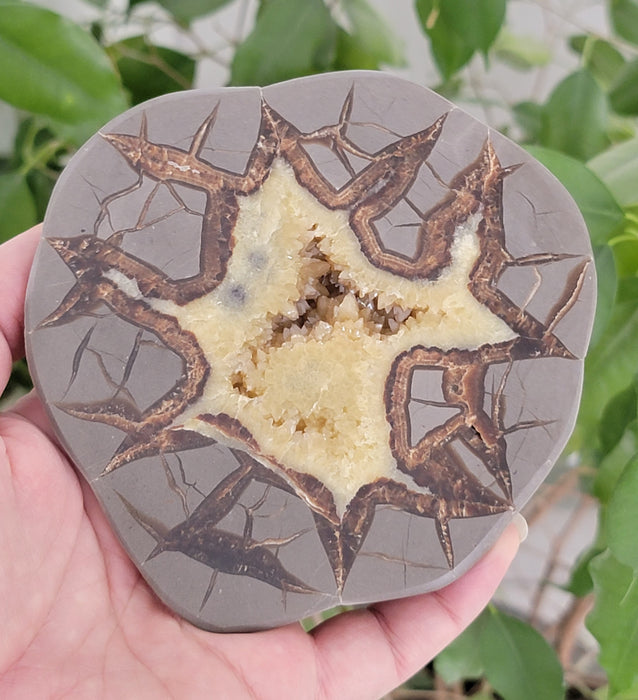 Septarian Nodule Slice