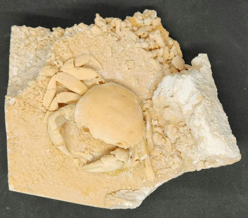 Potamon Species Fossil Crab Preserved in Travertine | Turkey