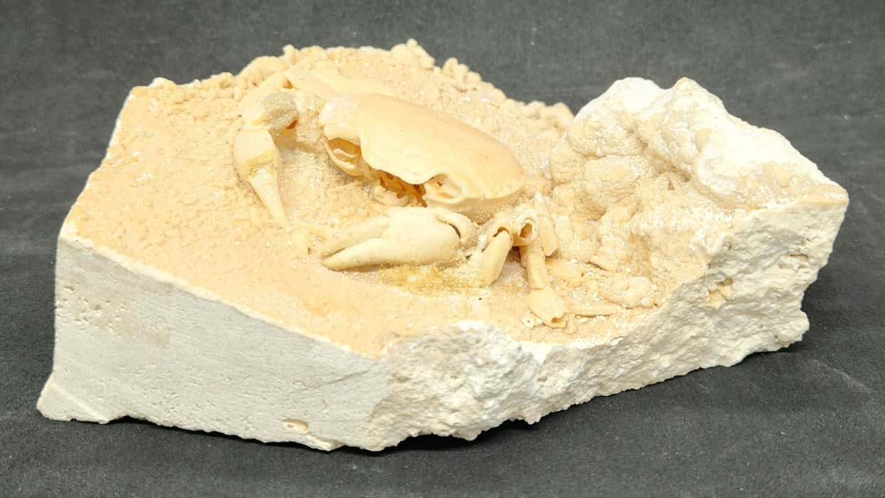 Potamon Species Fossil Crab Preserved in Travertine | Turkey