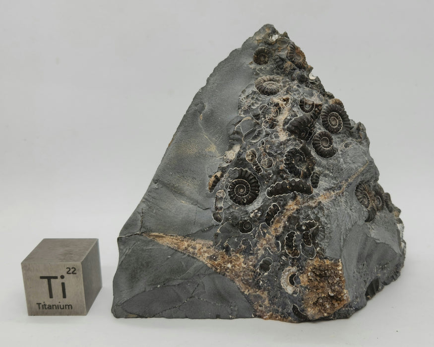 "Marston Marble" Jurassic Ammonite Cluster