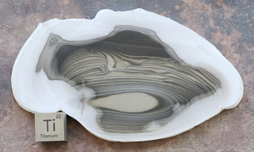 In Stone Fossils