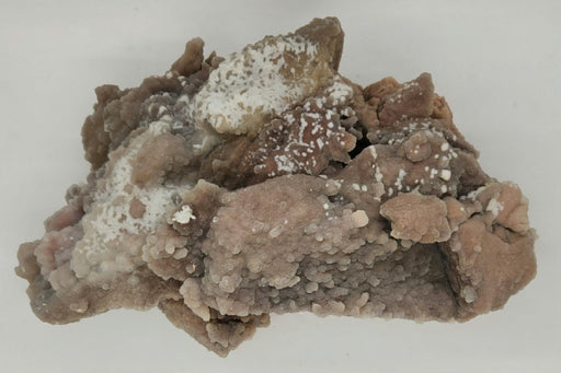 In Stone Fossils