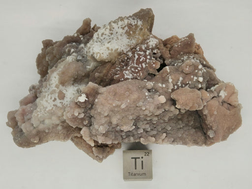 In Stone Fossils