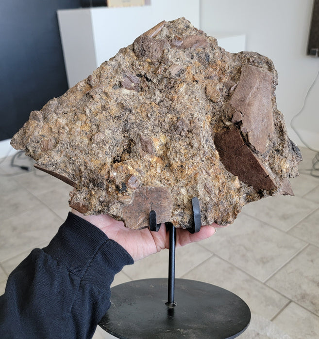 Ceratopsian Teeth in Matrix | Aguja Formation
