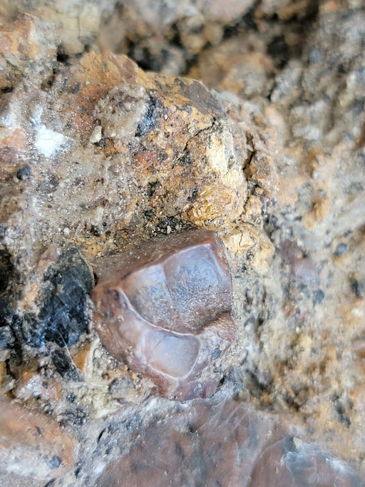 In Stone Fossils