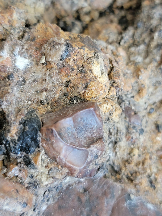 Ceratopsian Teeth in Matrix | Aguja Formation