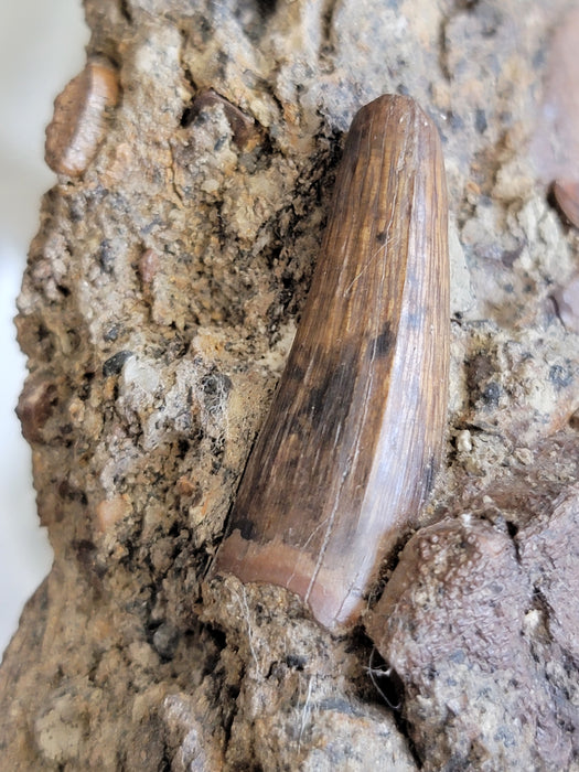 Ceratopsian Teeth in Matrix | Aguja Formation