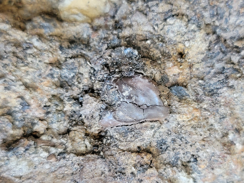 Ceratopsian Teeth in Matrix | Aguja Formation