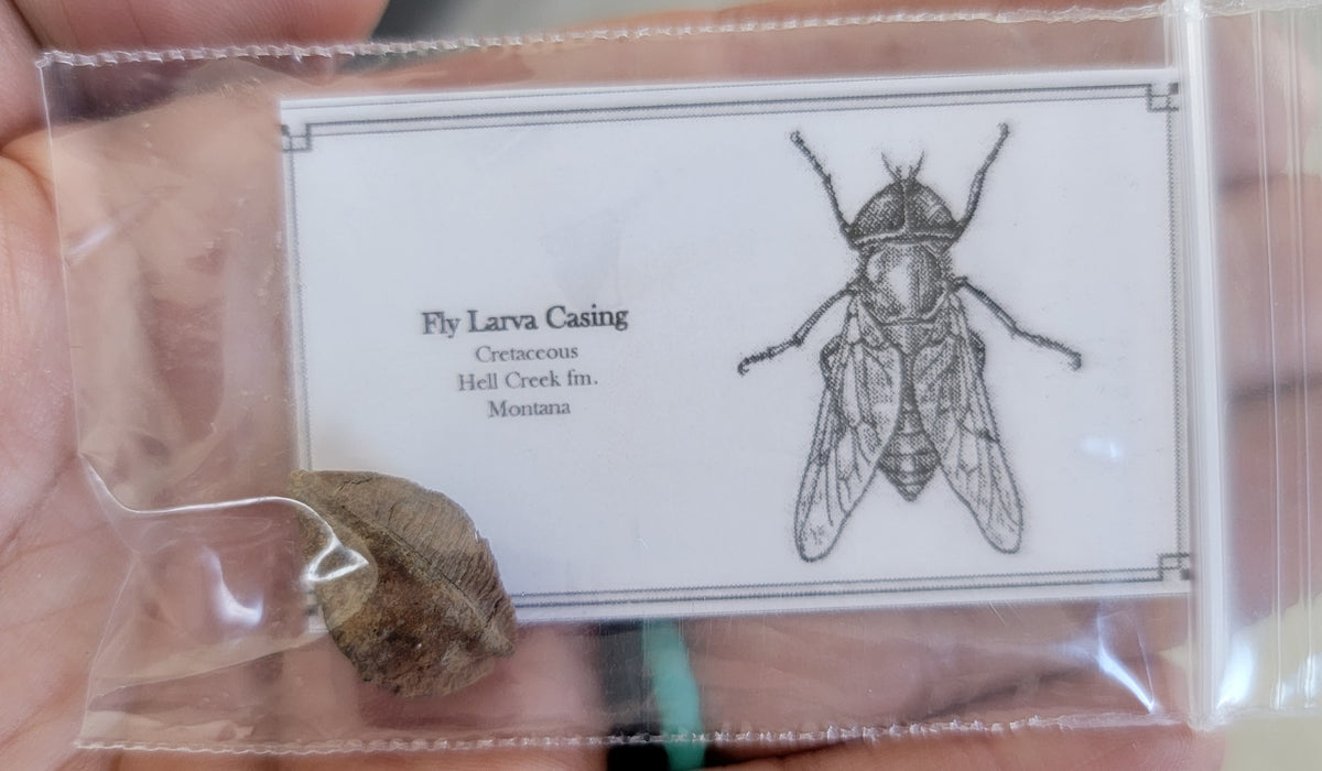 Fly Larvae Casing | Montana