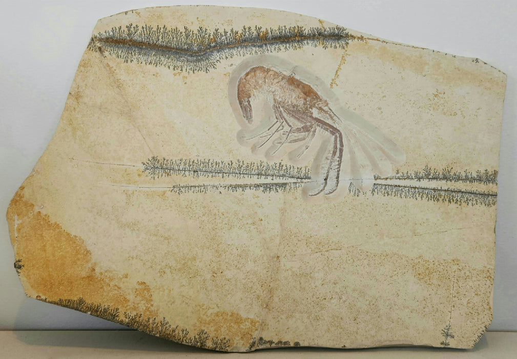 Antrimpos Sp  (fossil shrimp) | Germany | Restored