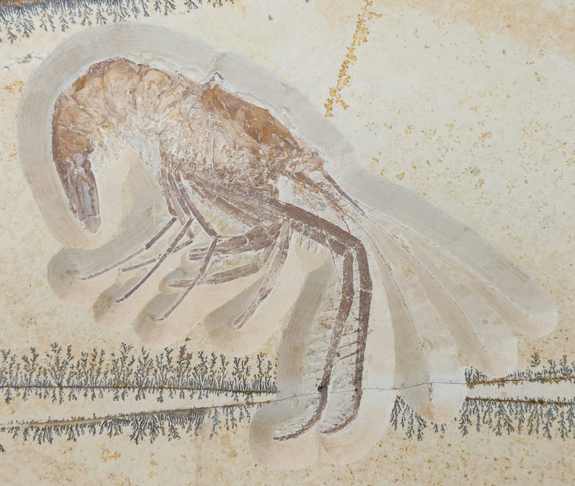 Antrimpos Sp  (fossil shrimp) | Germany | Restored