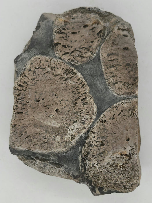 Partial Ichthyosaurus Paddle | England