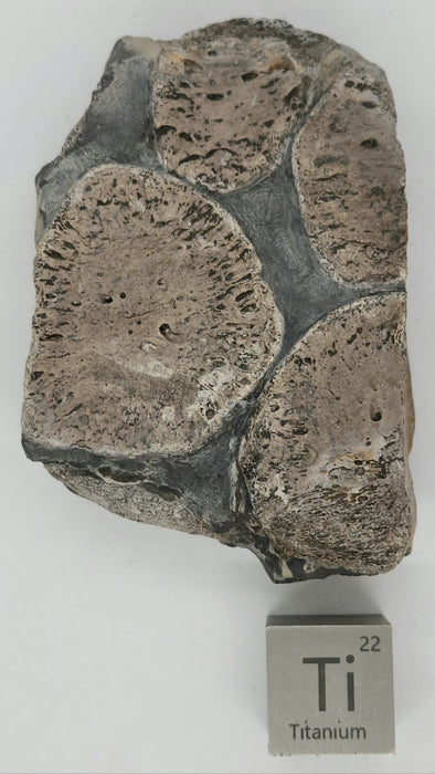 Partial Ichthyosaurus Paddle | England