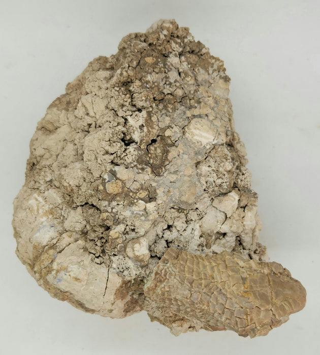 Armored Lizard Skull (Peltosaurus sp.) | South Dakota