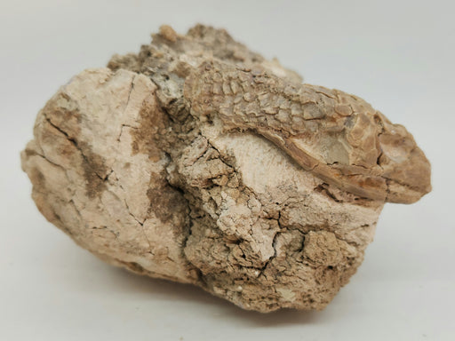 In Stone Fossils