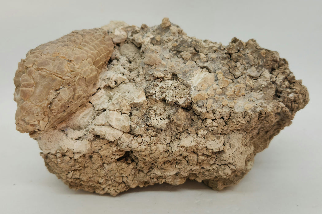 Armored Lizard Skull (Peltosaurus sp.) | South Dakota