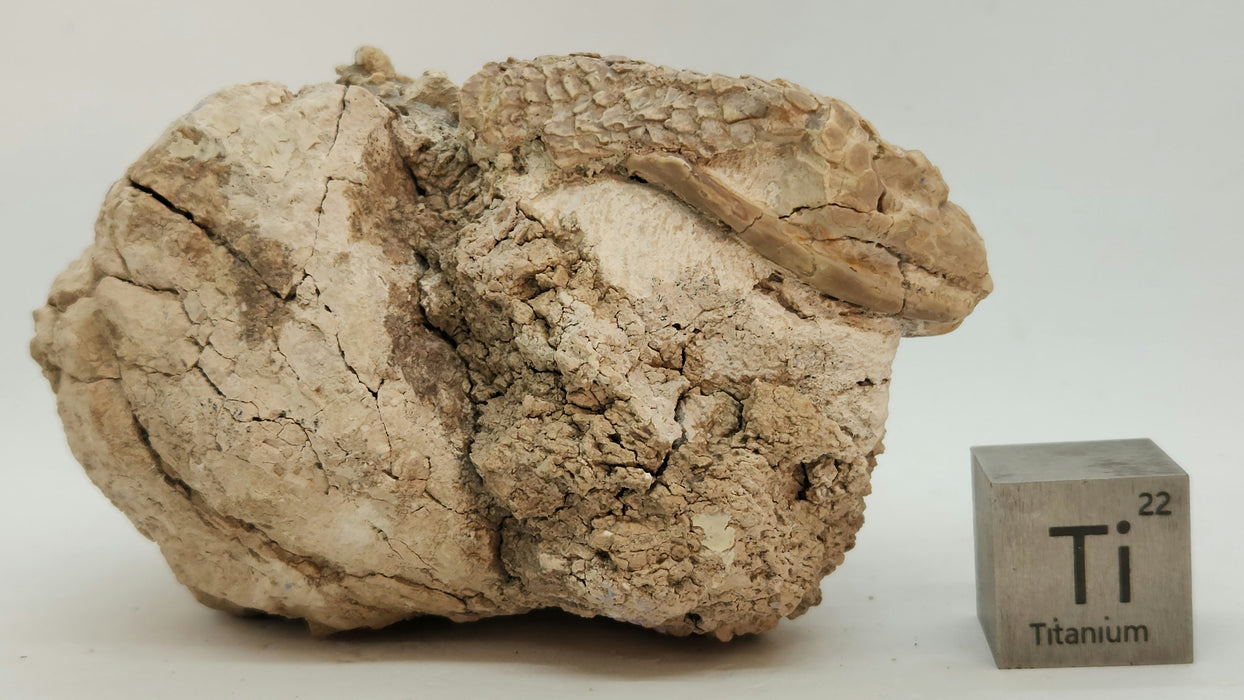 Armored Lizard Skull (Peltosaurus sp.) | South Dakota
