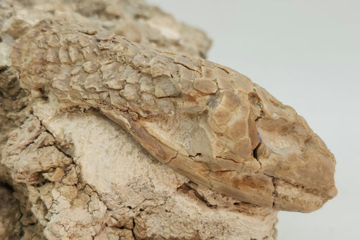 In Stone Fossils