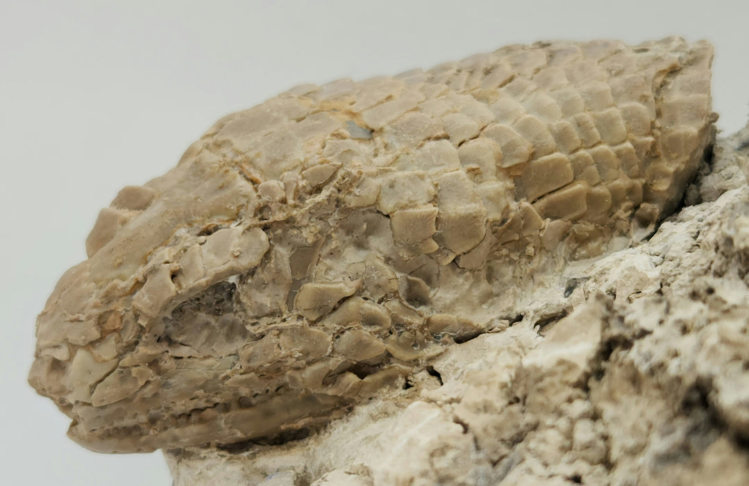 Armored Lizard Skull (Peltosaurus sp.) | South Dakota