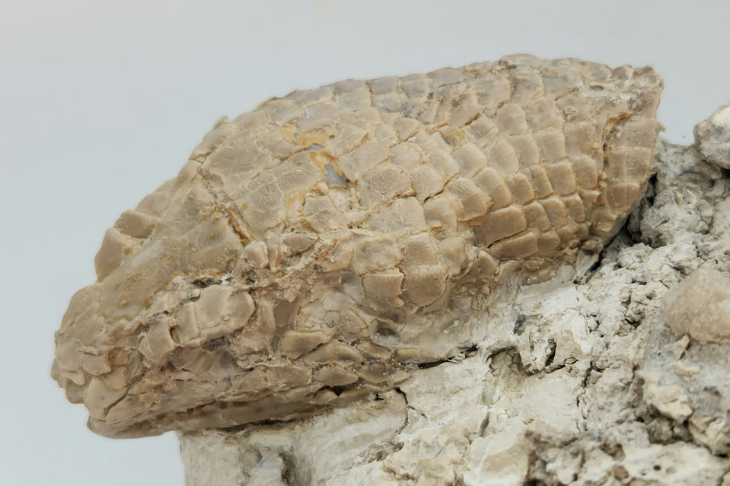 Armored Lizard Skull (Peltosaurus sp.) | South Dakota