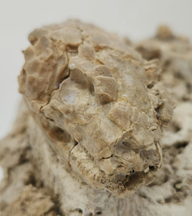 Armored Lizard Skull (Peltosaurus sp.) | South Dakota