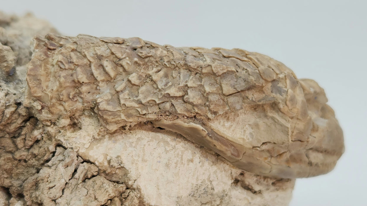 Armored Lizard Skull (Peltosaurus sp.) | South Dakota