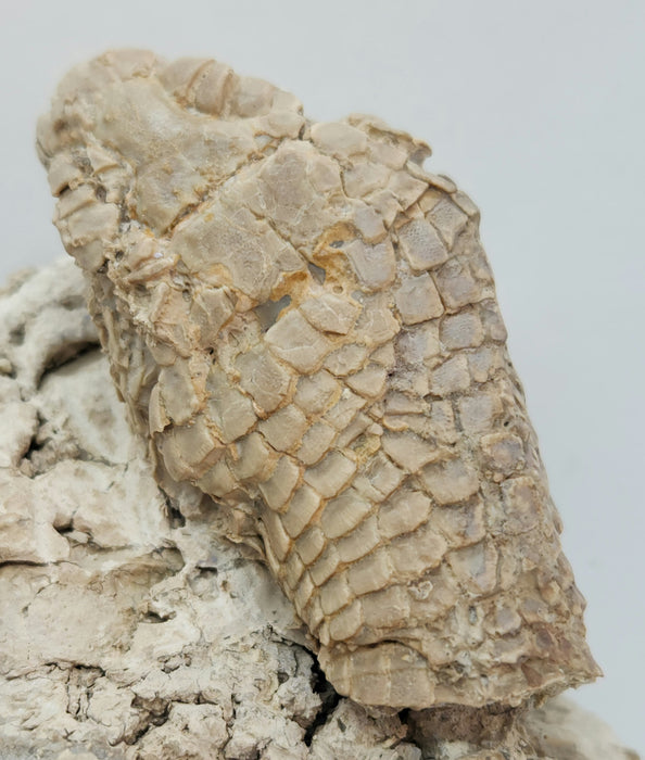 Armored Lizard Skull (Peltosaurus sp.) | South Dakota