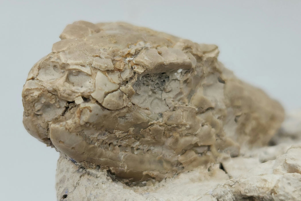 Armored Lizard Skull (Peltosaurus sp.) | South Dakota
