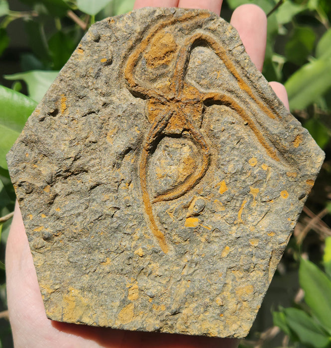 Fossil Brittle Star | Morocco
