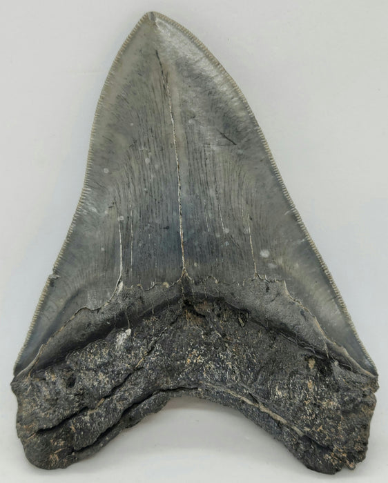 5" Serrated Megalodon Tooth