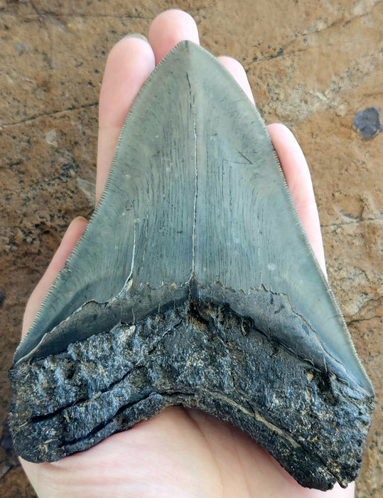 5" Serrated Megalodon Tooth