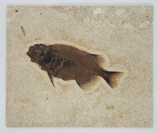 In Stone Fossils