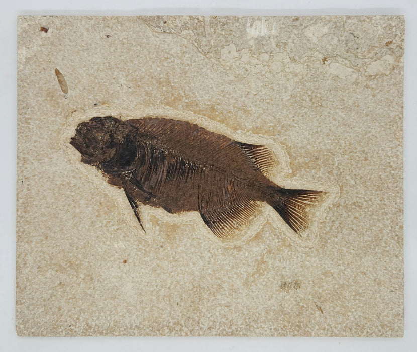 Phareodus testis | Green River Formation | Wyoming