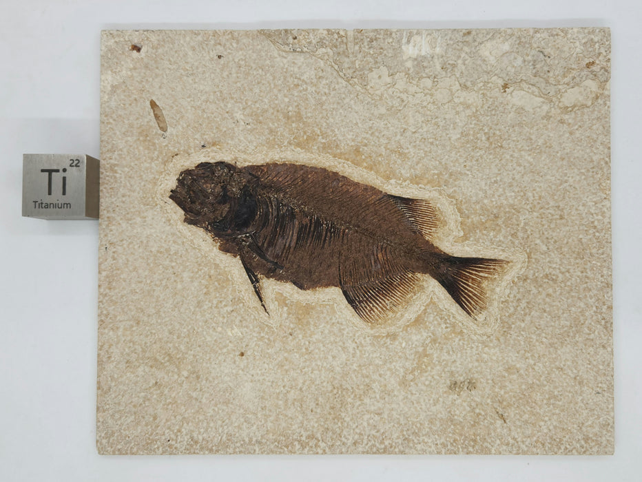 Phareodus testis | Green River Formation | Wyoming