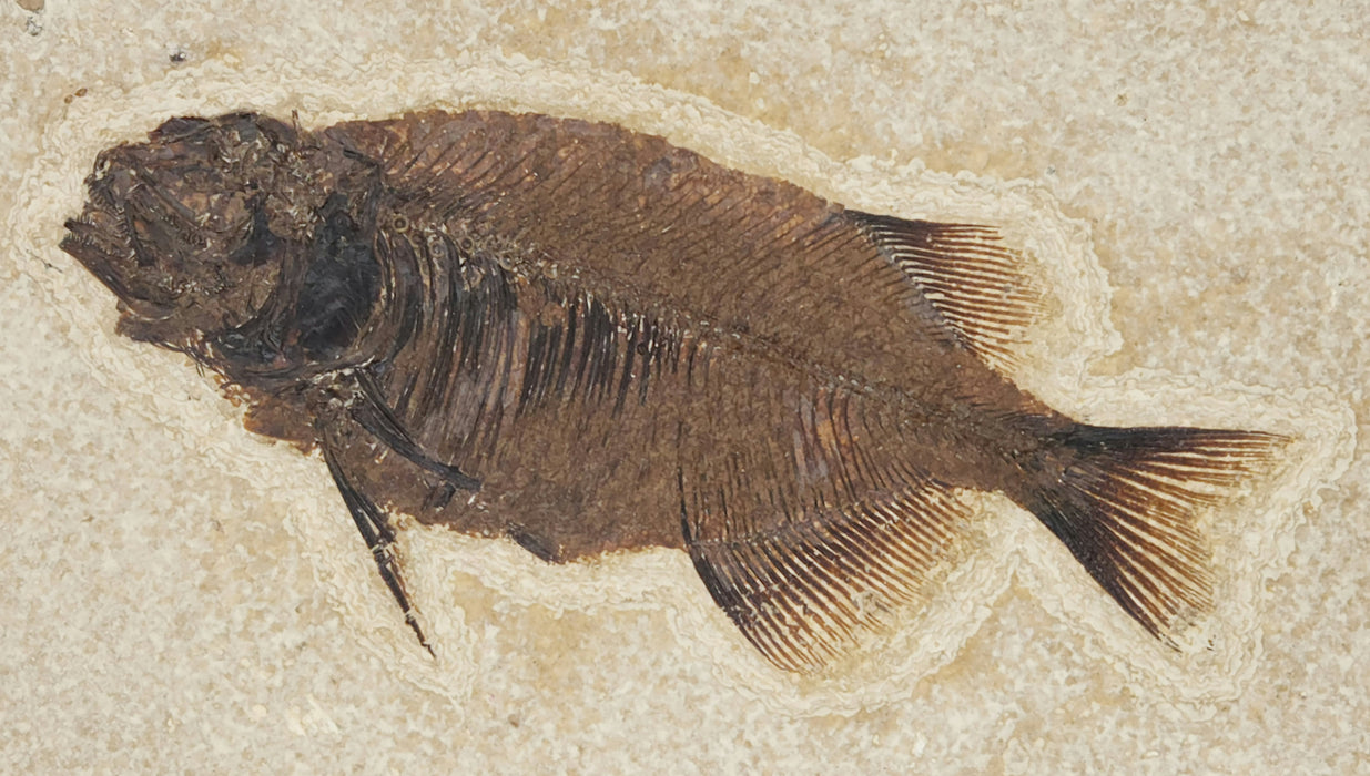 Phareodus testis | Green River Formation | Wyoming