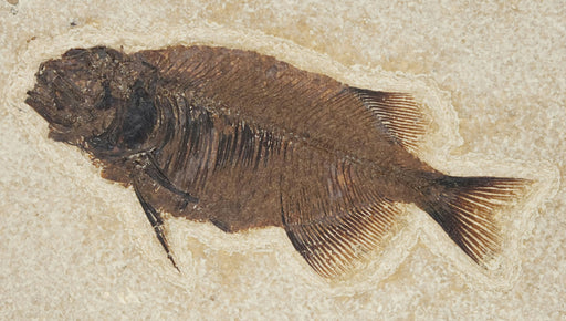 In Stone Fossils