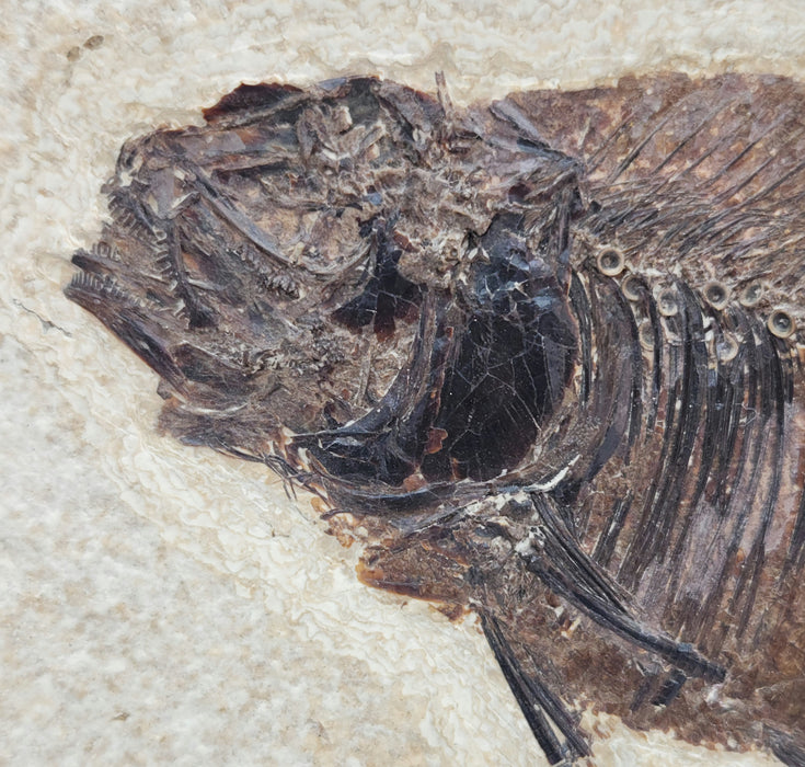 Phareodus testis | Green River Formation | Wyoming