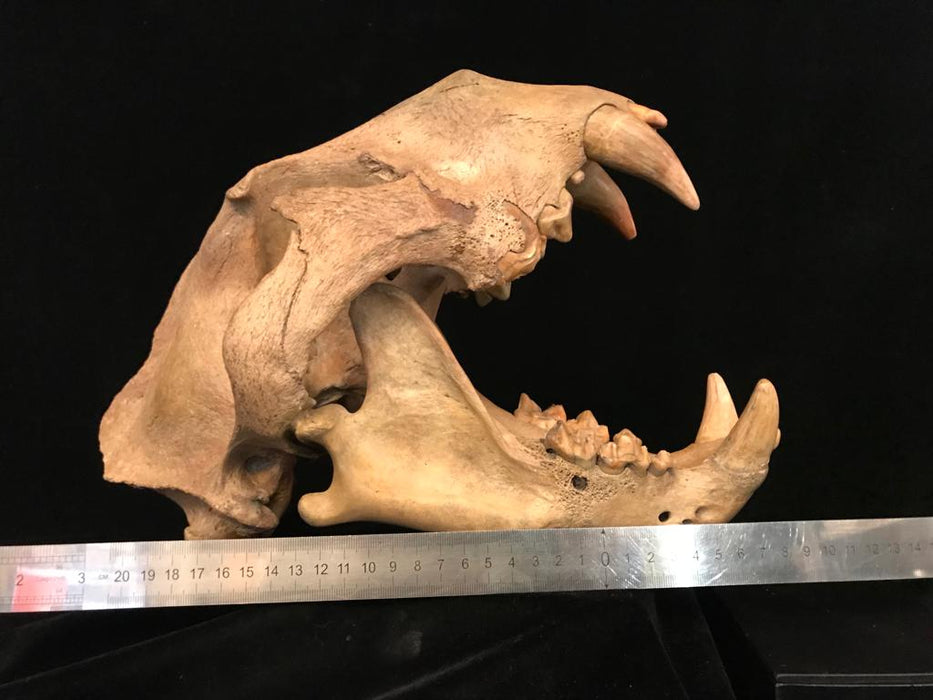 Russian Cave Lion (Panthera spelaea) Skull | Russia