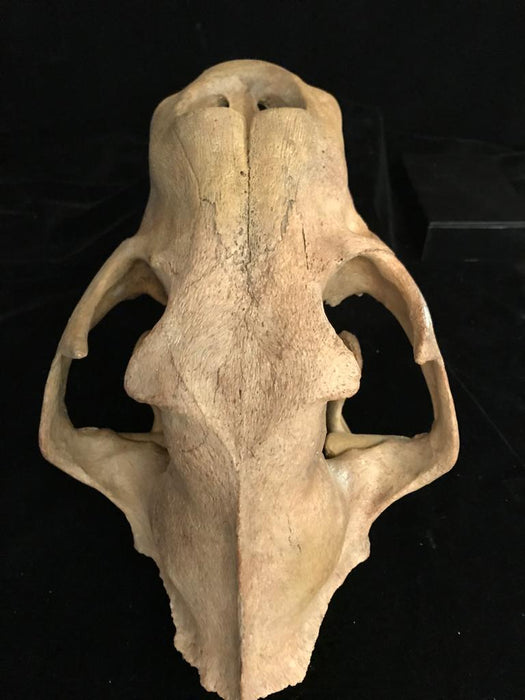 Russian Cave Lion (Panthera spelaea) Skull | Russia