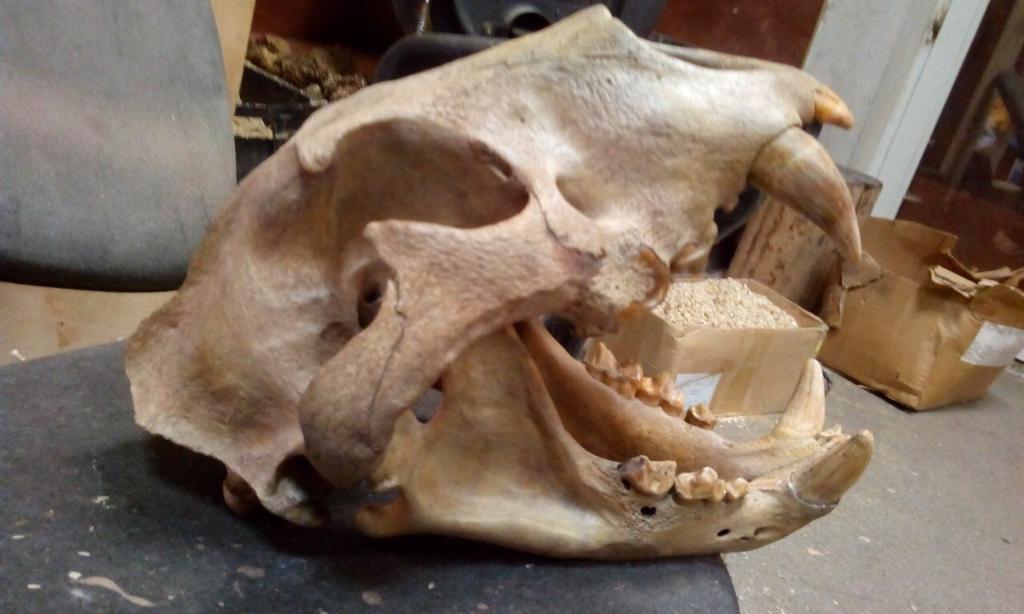 Russian Cave Lion (Panthera spelaea) Skull | Russia