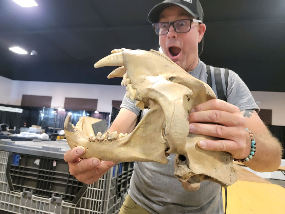 Russian Cave Lion (Panthera spelaea) Skull | Russia