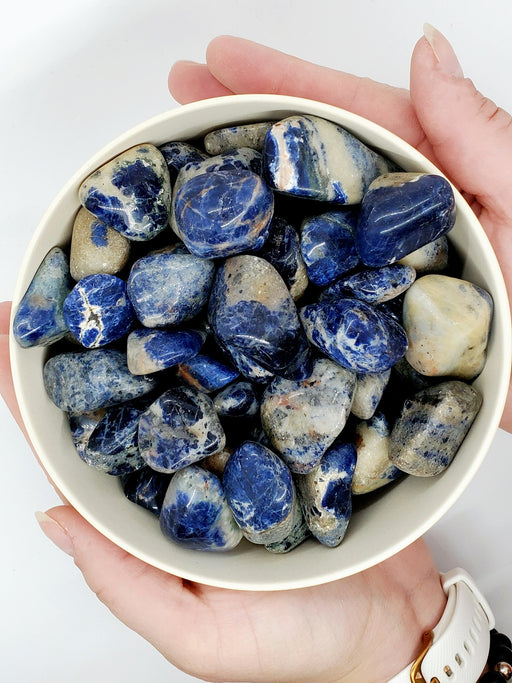 In Stone Fossils