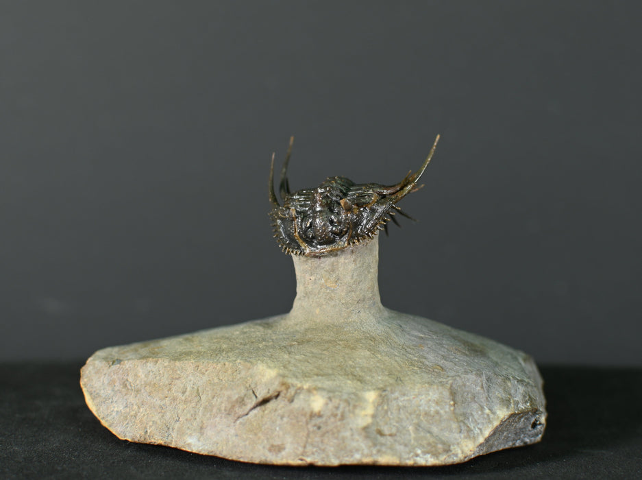 Spiny Leonaspsis Trilobite | Morocco