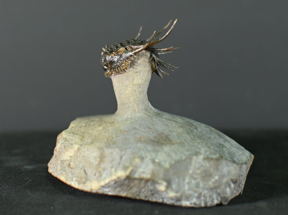 Spiny Leonaspsis Trilobite | Morocco