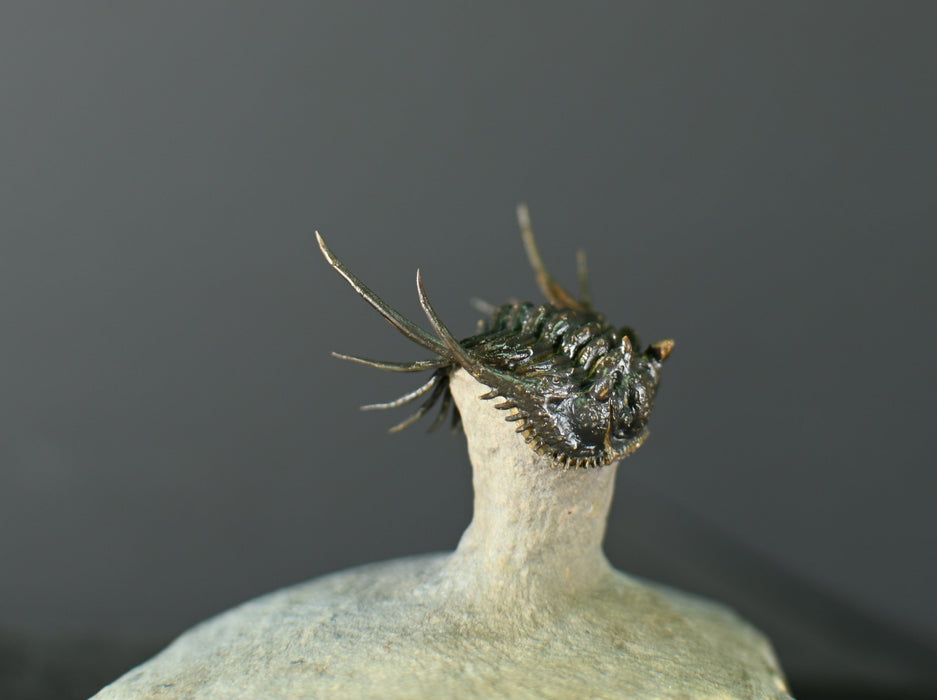 Spiny Leonaspsis Trilobite | Morocco